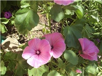 980f103d-Picture 016.jpg
